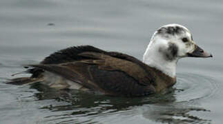 Long-tailed Duck