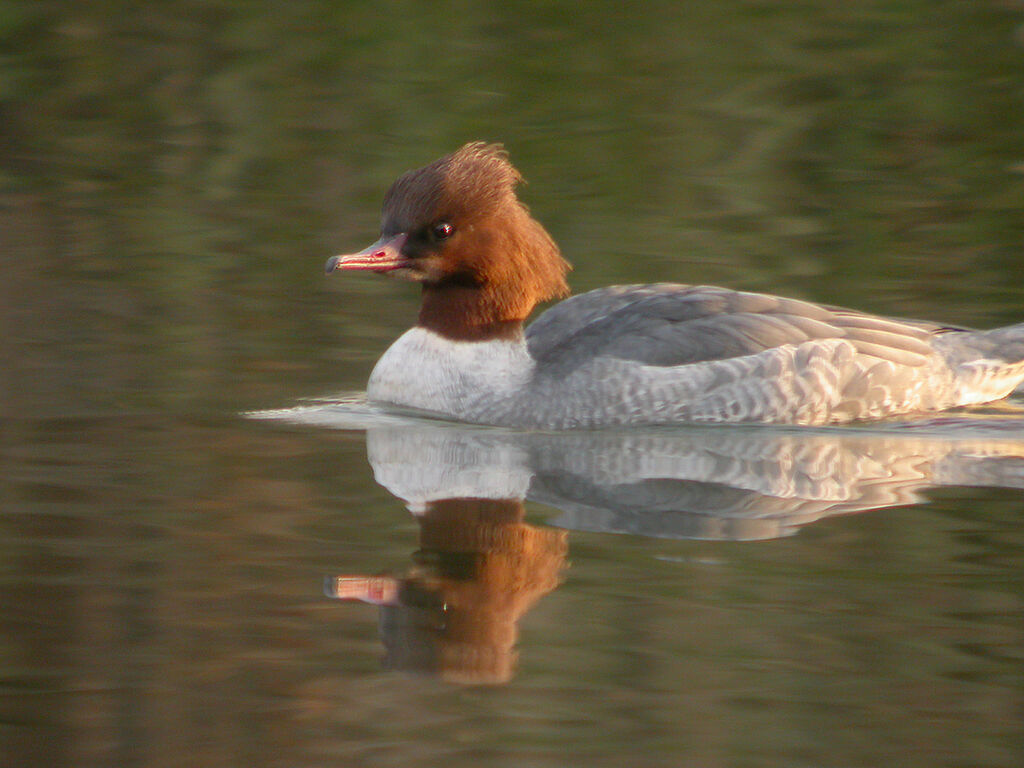 Common Merganser