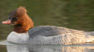 Common Merganser