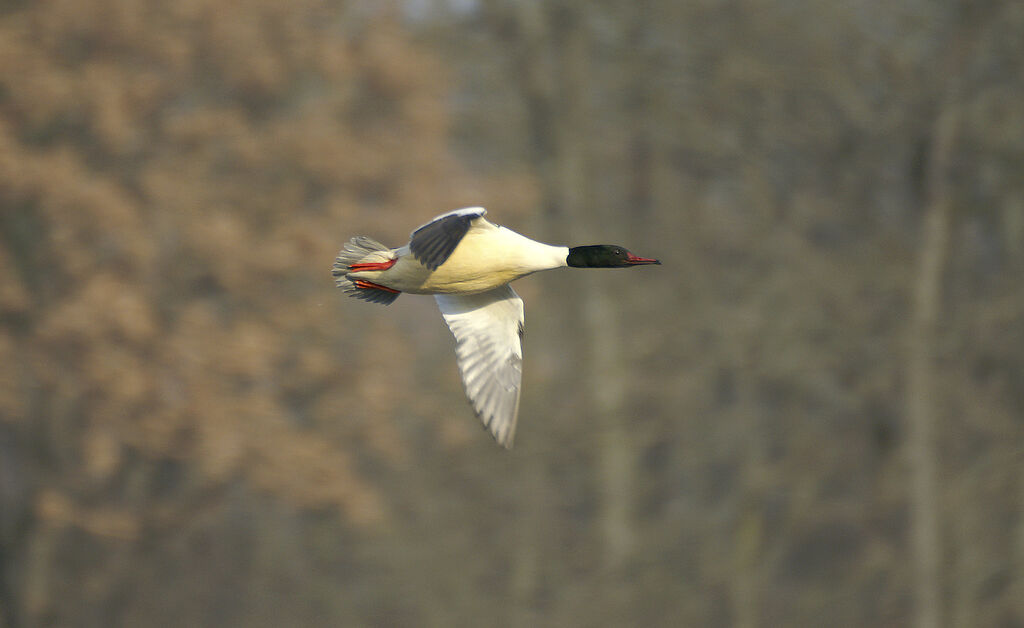 Common Merganser