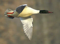 Common Merganser