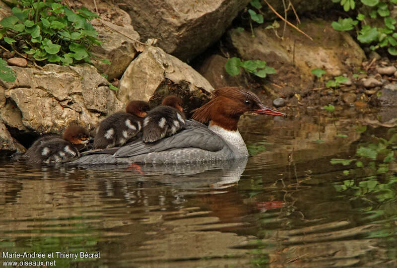 Common Merganser female adult, Behaviour