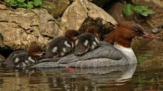 Common Merganser