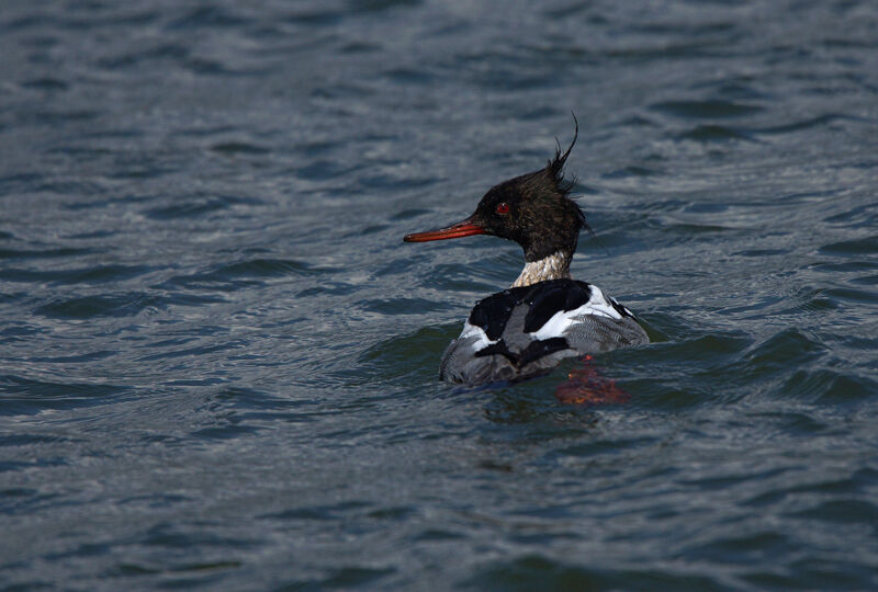 Red-breasted Merganser male