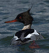 Red-breasted Merganser