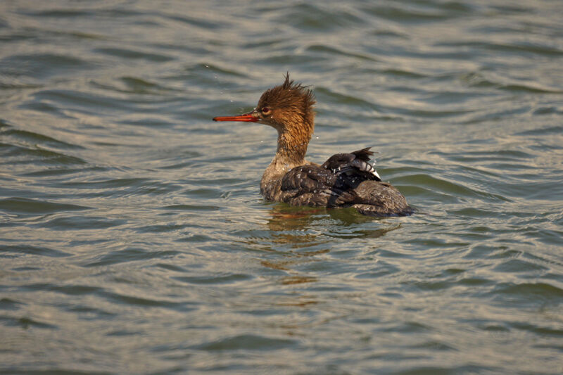 Red-breasted Merganser female