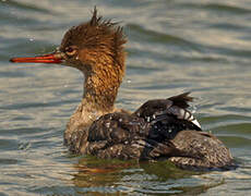 Red-breasted Merganser