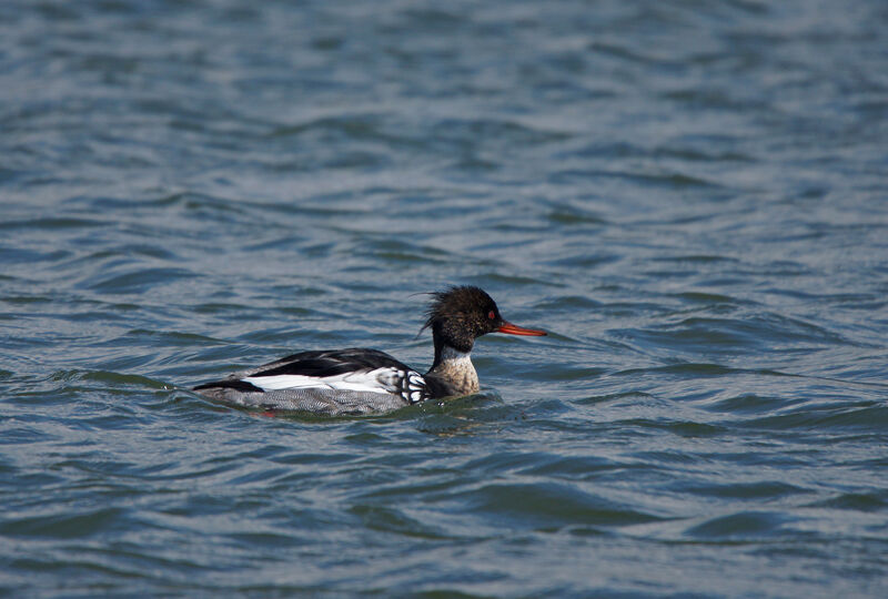 Red-breasted Merganser male