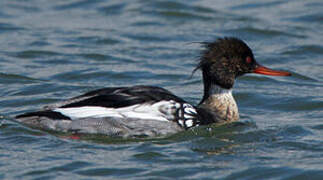 Red-breasted Merganser