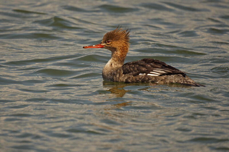 Red-breasted Merganser