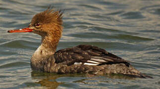 Red-breasted Merganser