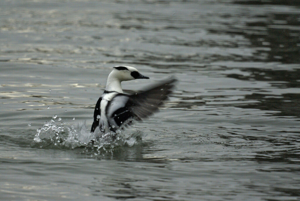 Smew