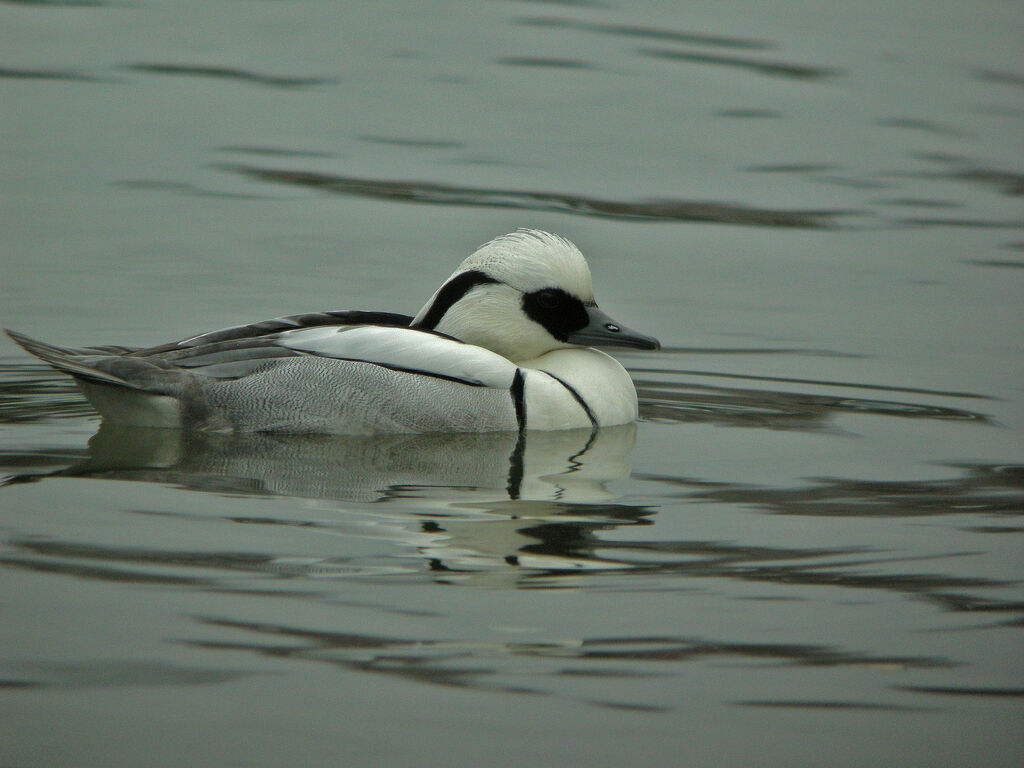 Smew, identification