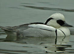 Smew