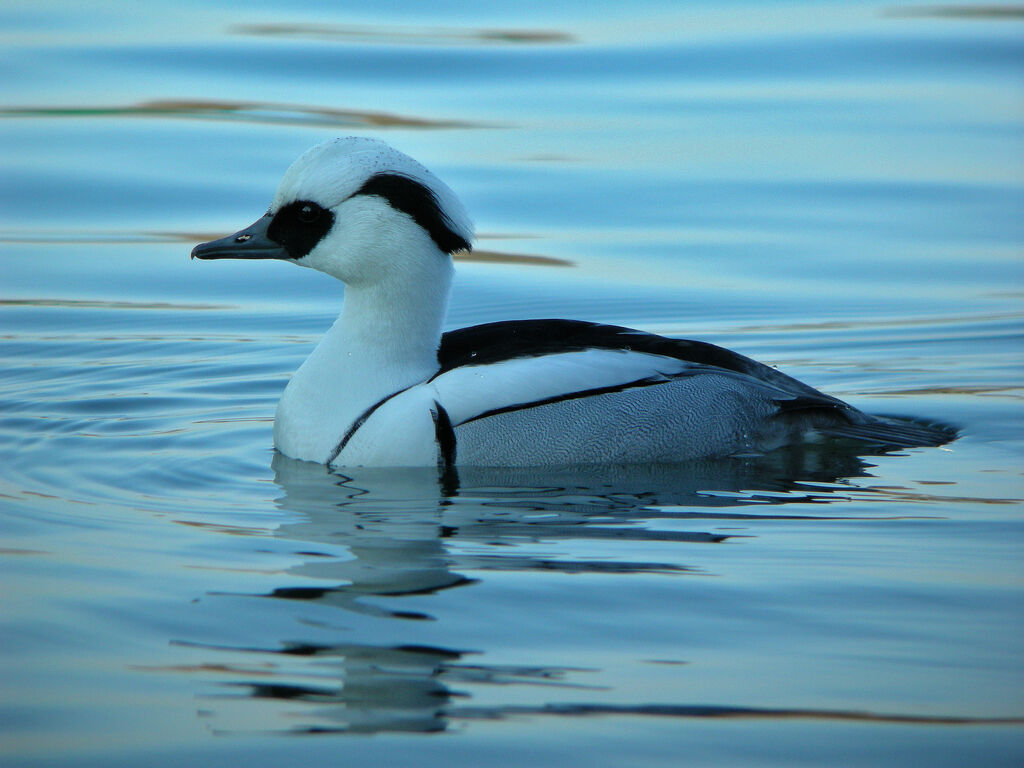 Smew