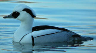 Smew