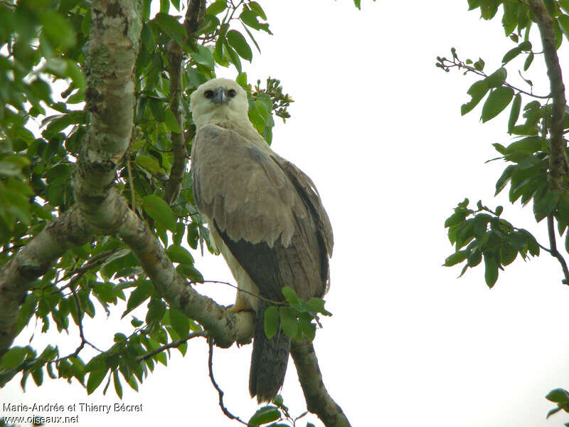 Harpie férocejuvénile, identification