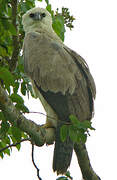 Harpy Eagle