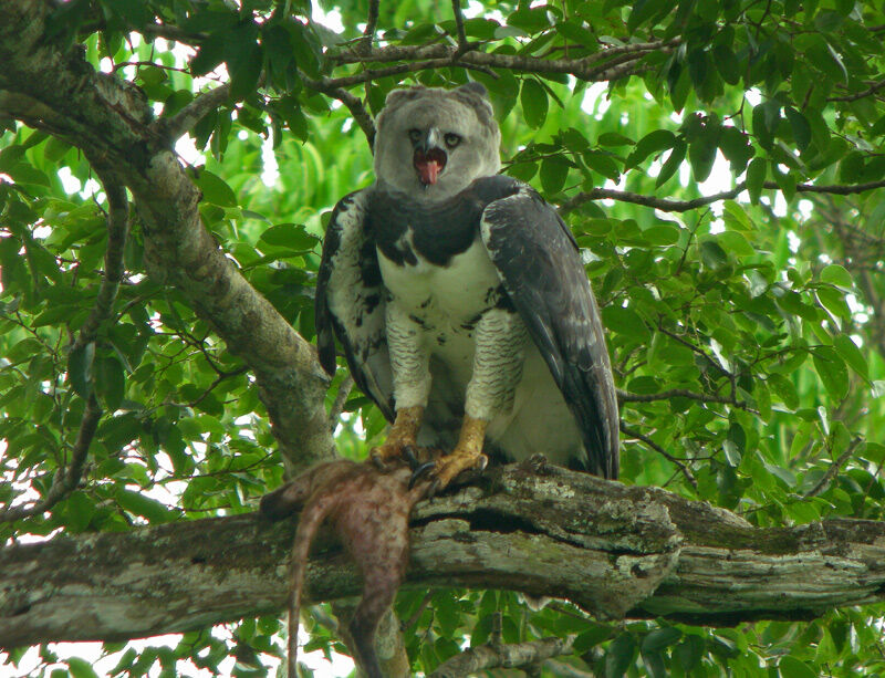 Harpy Eagleadult, fishing/hunting, eats