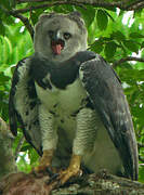 Harpy Eagle