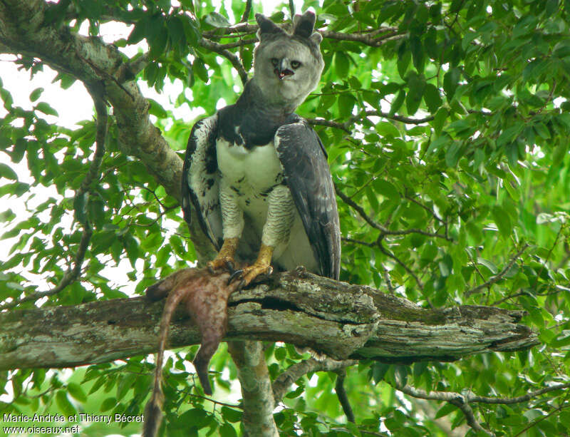 Harpy Eagleadult, feeding habits