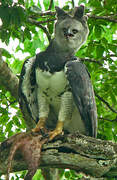 Harpy Eagle