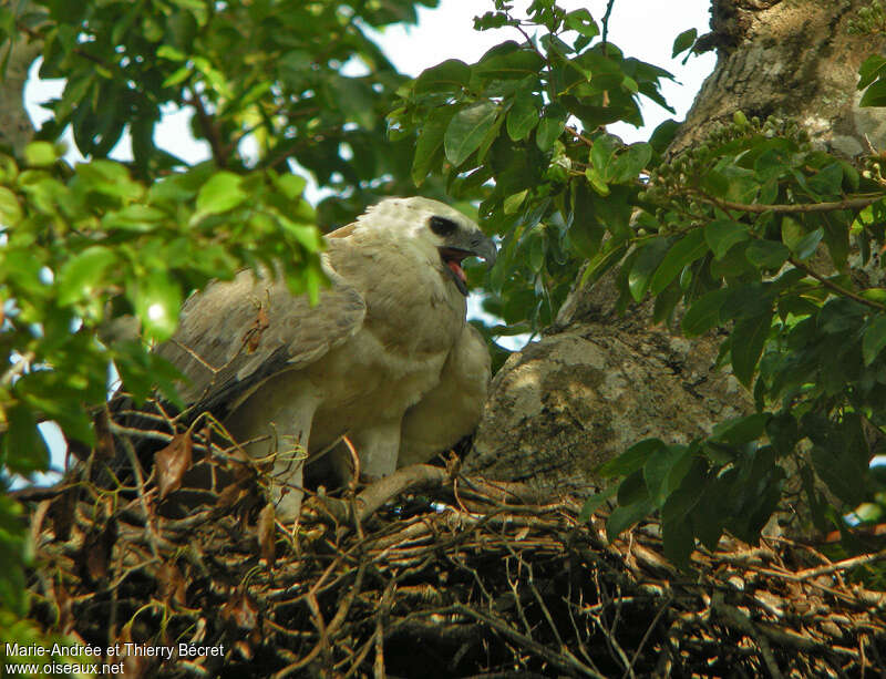 Harpie férocejuvénile, portrait, Nidification