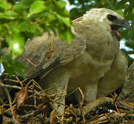 Harpy Eagle