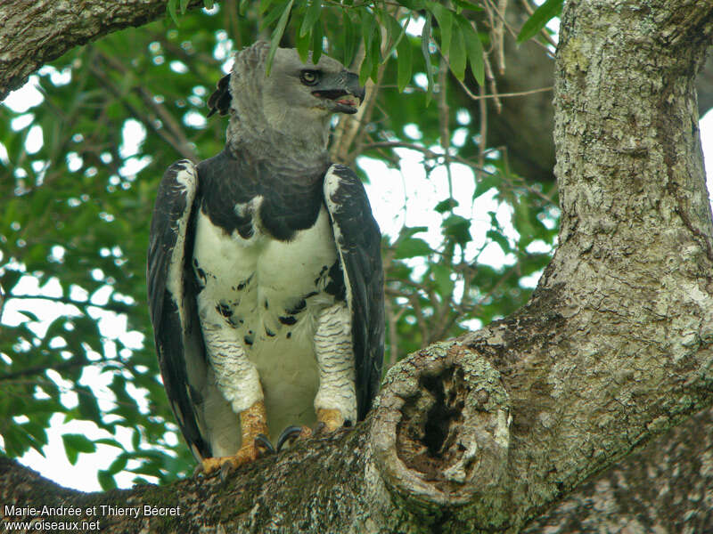 Harpy Eaglesubadult