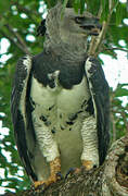 Harpy Eagle