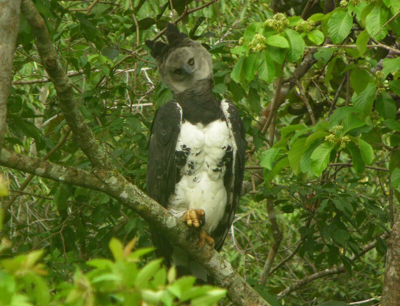 Harpy Eagle