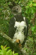 Harpy Eagle