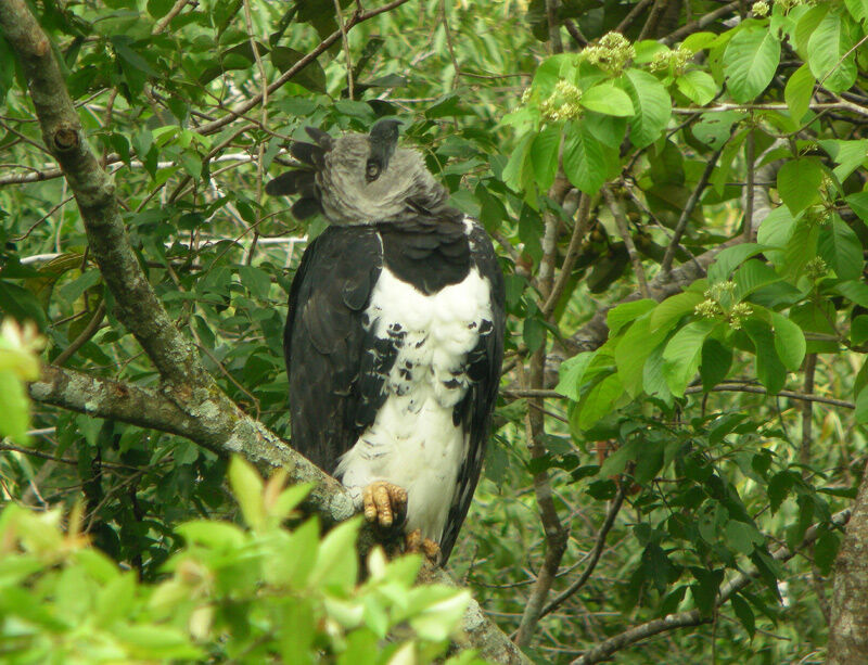 Harpy Eagle