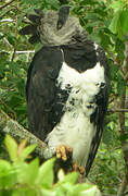 Harpy Eagle