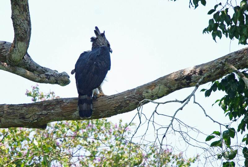 Harpy Eagle