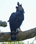 Harpy Eagle