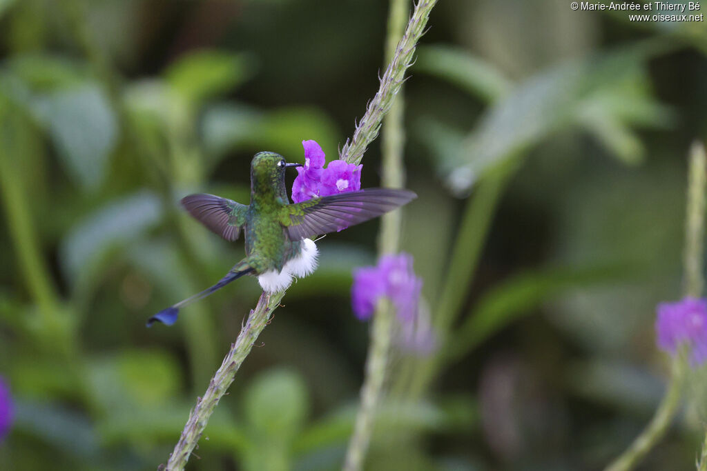 White-booted Racket-tail