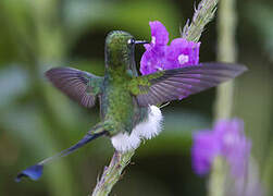 White-booted Racket-tail