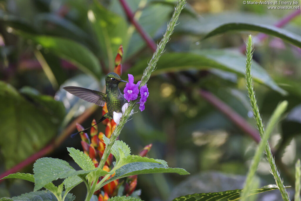 White-booted Racket-tail