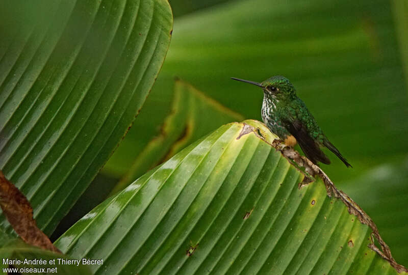 Rufous-booted Racket-tail female adult