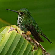 Rufous-booted Racket-tail