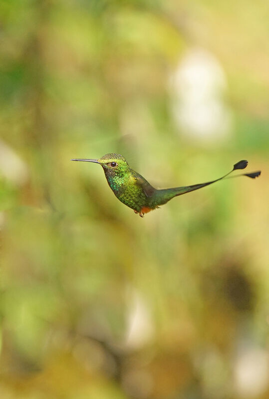 Rufous-booted Racket-tail male