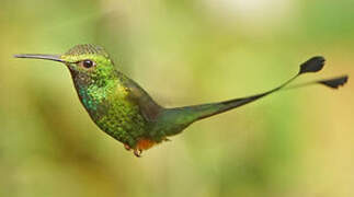 Rufous-booted Racket-tail