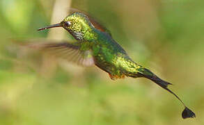 Rufous-booted Racket-tail