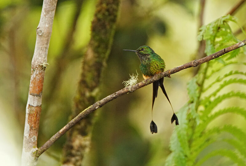 Peruvian Racket-tail male