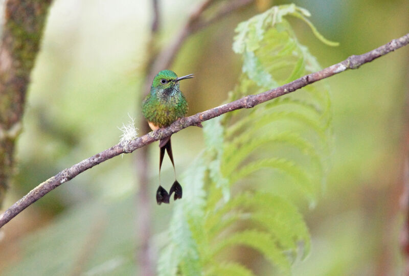 Peruvian Racket-tail male