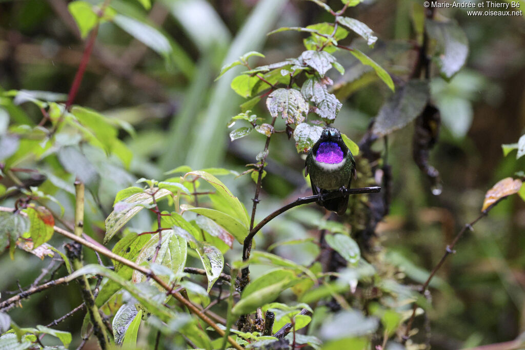 Amethyst-throated Sunangel