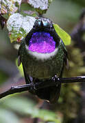 Amethyst-throated Sunangel