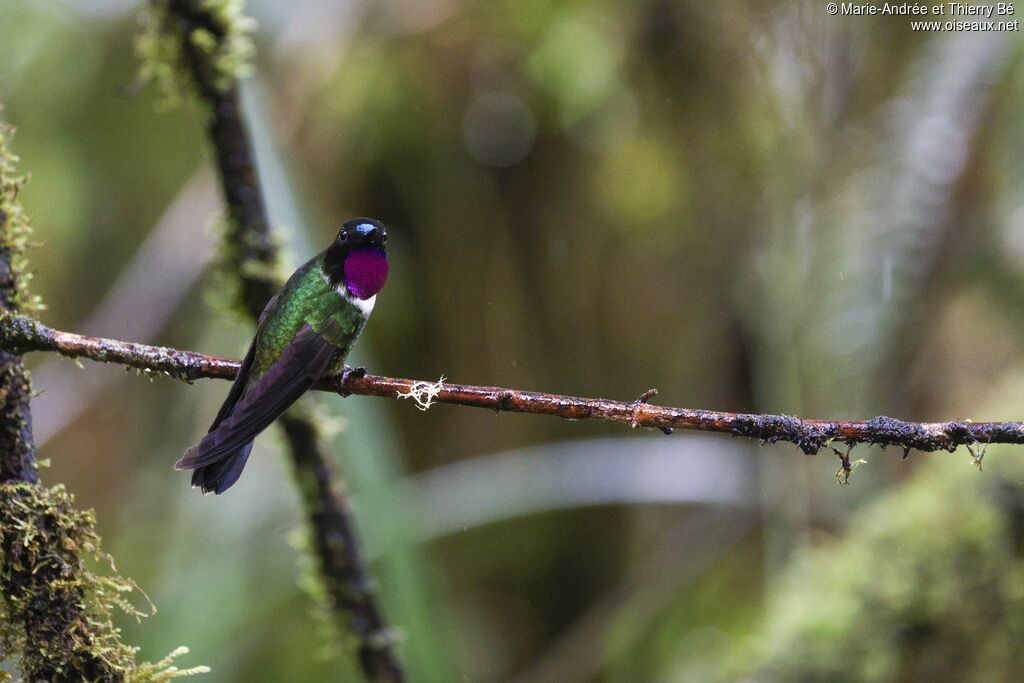 Amethyst-throated Sunangel