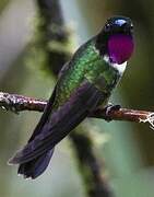 Amethyst-throated Sunangel